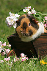 US Teddy Meerschweinchen auf der Wiese im Frhling