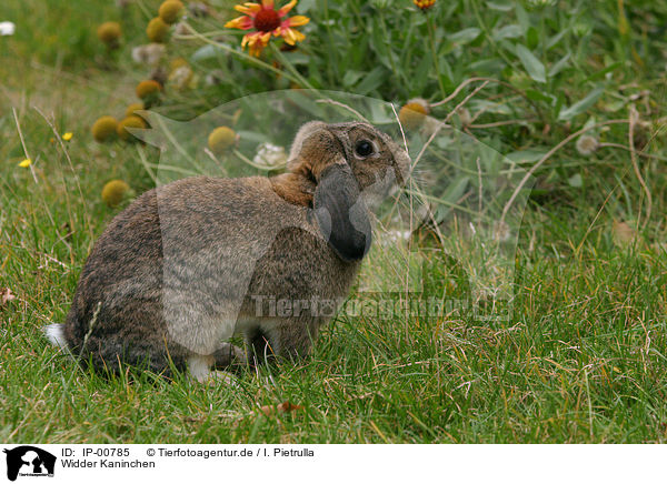 Widder Kaninchen / pygmy bunny / IP-00785