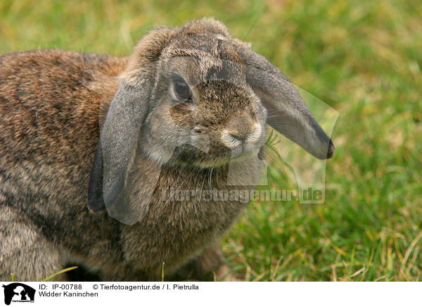 Widder Kaninchen / pygmy bunny / IP-00788
