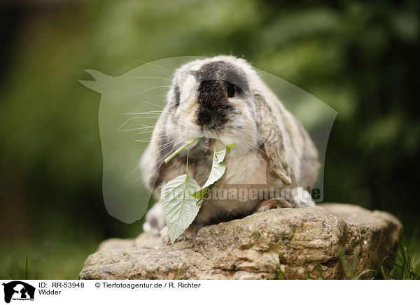 Widder / lop eared rabbit / RR-53948