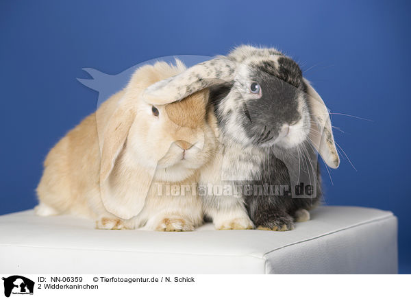 2 Widderkaninchen / 2 lop-eared rabbits / NN-06359