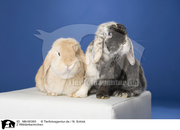 2 Widderkaninchen / 2 lop-eared rabbits / NN-06360