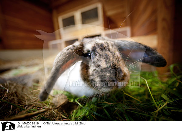 Widderkaninchen / lop-eared rabbit / MAZ-03919