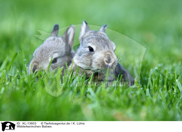 Widderkaninchen Babies / lop-eared rabbit babies / KL-13603