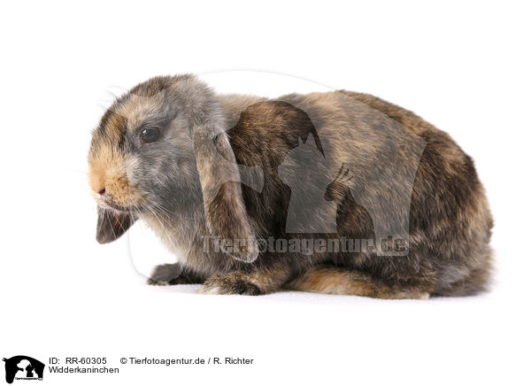 Widderkaninchen / lop rabbit / RR-60305
