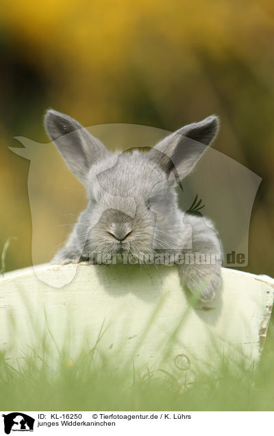 junges Widderkaninchen / young floppy-eared rabbit / KL-16250