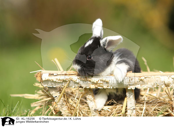 junges Widderkaninchen / young floppy-eared rabbit / KL-16256