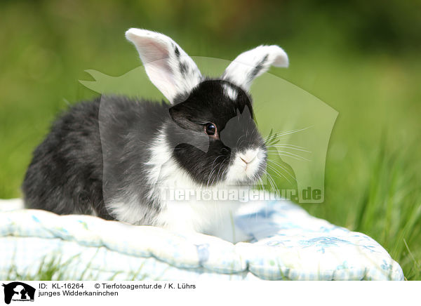 junges Widderkaninchen / young floppy-eared rabbit / KL-16264