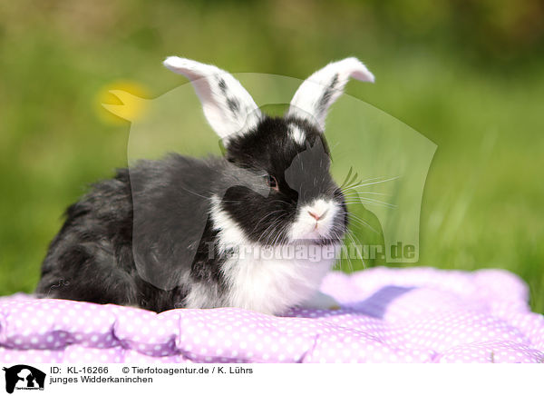 junges Widderkaninchen / young floppy-eared rabbit / KL-16266