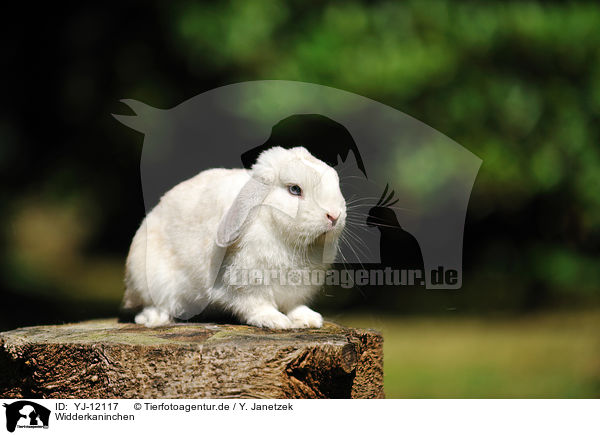 Widderkaninchen / floppy-eared rabbit / YJ-12117
