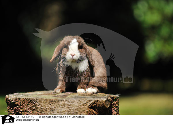 Widderkaninchen / floppy-eared rabbit / YJ-12119