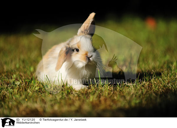 Widderkaninchen / floppy-eared rabbit / YJ-12120