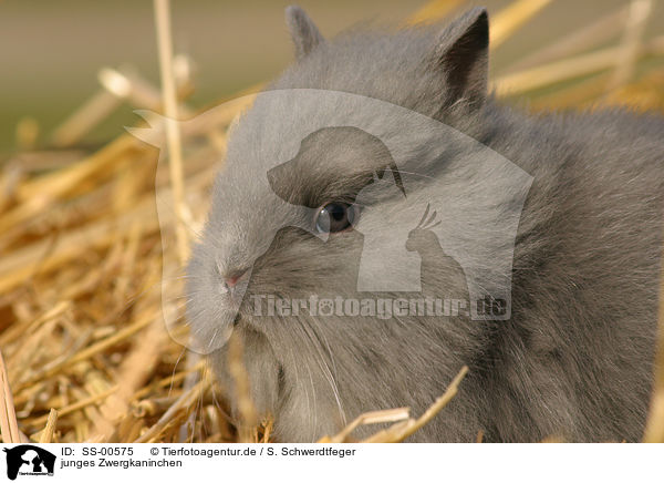 junges Zwergkaninchen / young dwarf rabbit / SS-00575