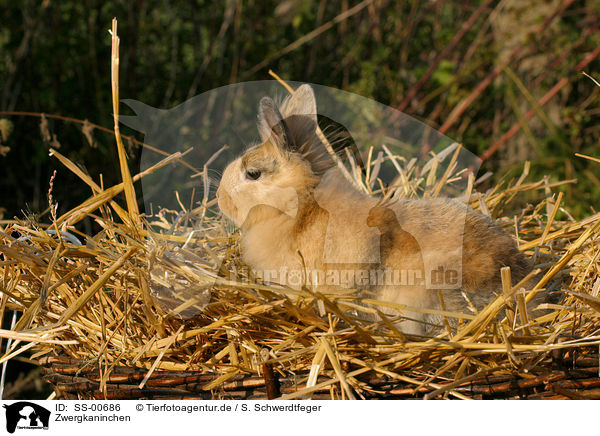 Zwergkaninchen / dwarf rabbit / SS-00686