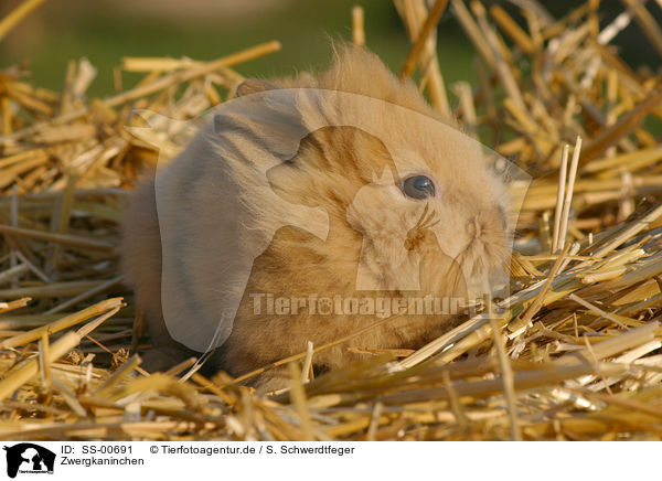 Zwergkaninchen / pygmy bunny / SS-00691