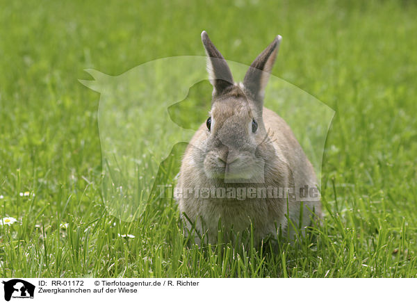Zwergkaninchen auf der Wiese / bunny in the meadow / RR-01172