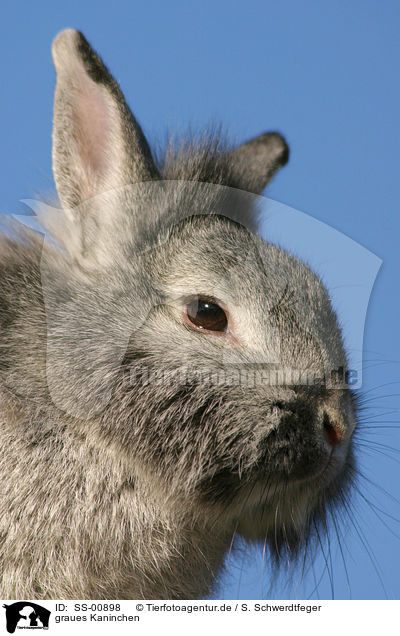 graues Kaninchen / grey bunny / SS-00898