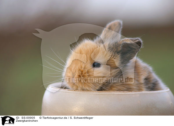 Zwergkaninchen / pygmy bunny / SS-00905