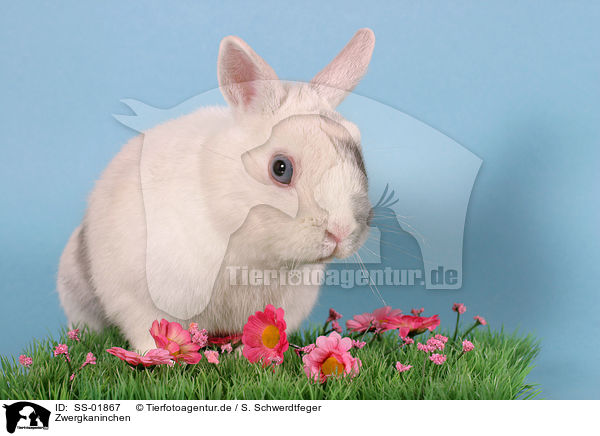 Zwergkaninchen / dwarf rabbit / SS-01867