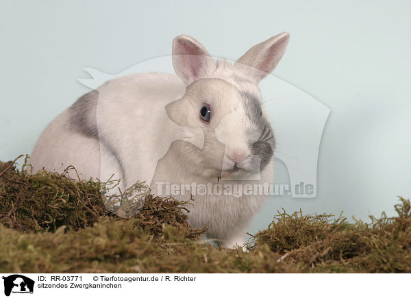 sitzendes Zwergkaninchen / sitting bunny / RR-03771