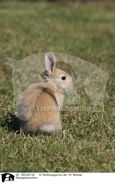 Zwergkaninchen / Bunny / RR-06130