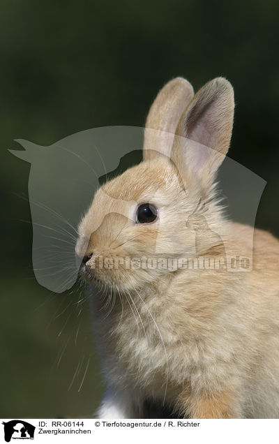 Zwergkaninchen / Bunny Portrait / RR-06144