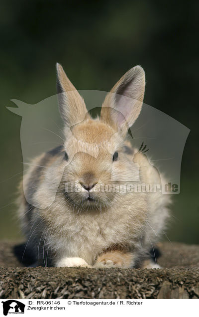 Zwergkaninchen / Bunny / RR-06146