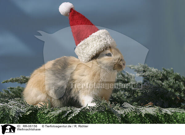 Weihnachtshase / Christmasbunny / RR-06156