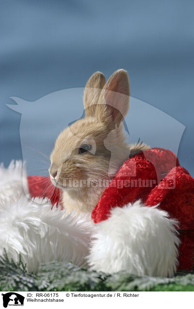 Weihnachtshase / Christmasbunny / RR-06175