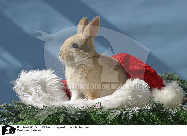 Weihnachtshase / Christmasbunny / RR-06177