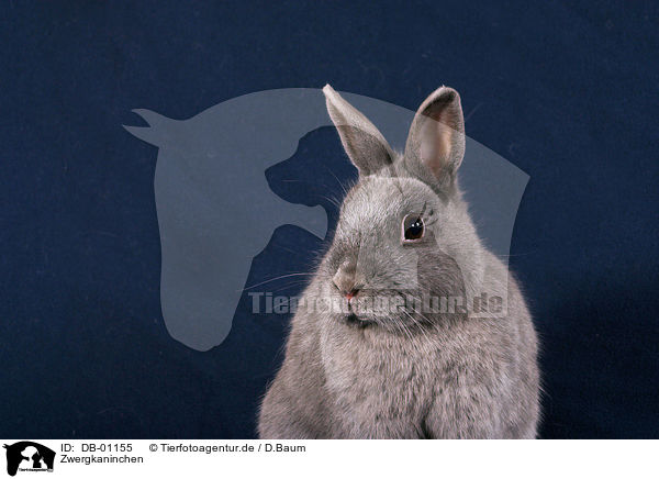 Zwergkaninchen / pygmy bunny / DB-01155