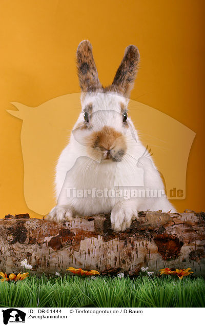 Zwergkaninchen / pygmy bunny / DB-01444