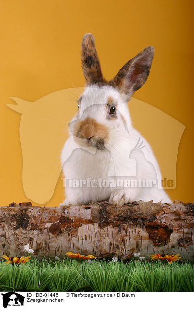 Zwergkaninchen / pygmy bunny / DB-01445