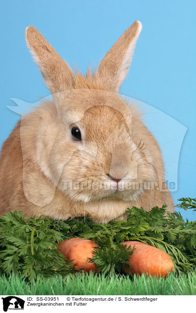 Zwergkaninchen mit Futter / dwarf rabbit with food / SS-03951