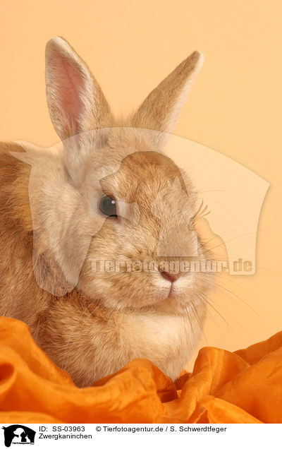 Zwergkaninchen / dwarf rabbit / SS-03963