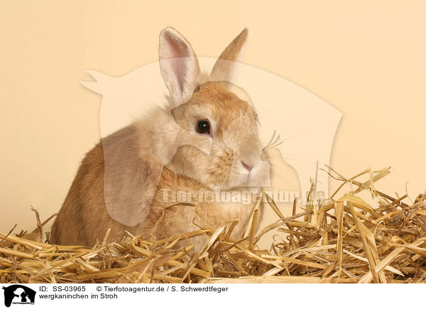 wergkaninchen im Stroh / dwarf rabbit in straw / SS-03965