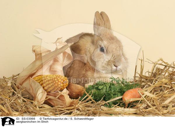 wergkaninchen im Stroh / pygmdwarf rabbit in straw / SS-03966
