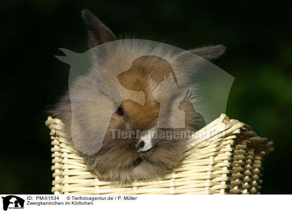 Zwergkaninchen im Krbchen / bunny in a basket / PM-01534