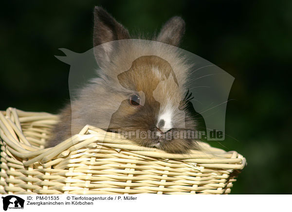 Zwergkaninchen im Krbchen / bunny in a basket / PM-01535