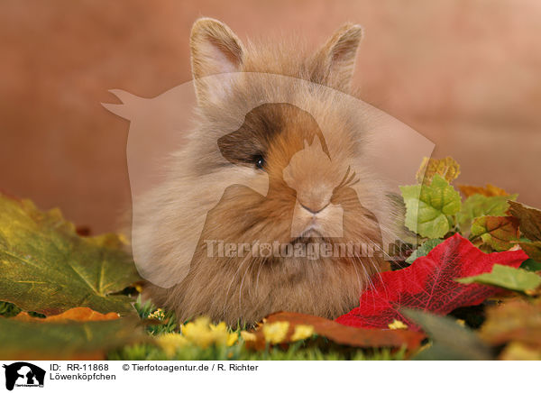 Lwenkpfchen / pygmy bunny / RR-11868