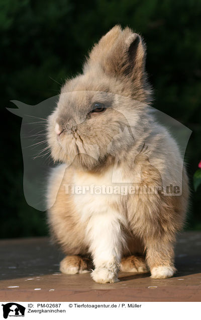 Zwergkaninchen / pygmy bunny / PM-02687