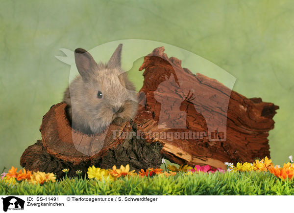 Zwergkaninchen / dwarf rabbit / SS-11491