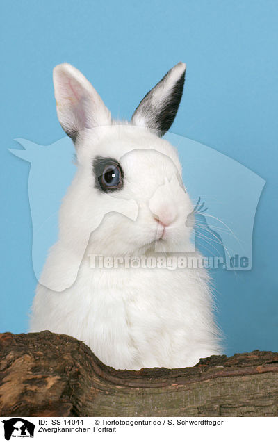 Zwergkaninchen Portrait / dwarf rabbit Portrait / SS-14044