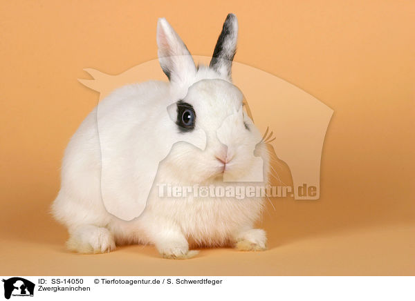 Zwergkaninchen / dwarf rabbit / SS-14050