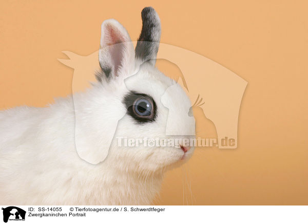 Zwergkaninchen Portrait / dwarf rabbit Portrait / SS-14055