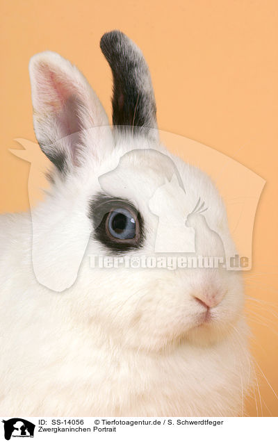 Zwergkaninchen Portrait / dwarf rabbit Portrait / SS-14056