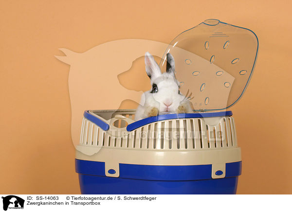 Zwergkaninchen in Transportbox / dwarf rabbit in pet carrier / SS-14063