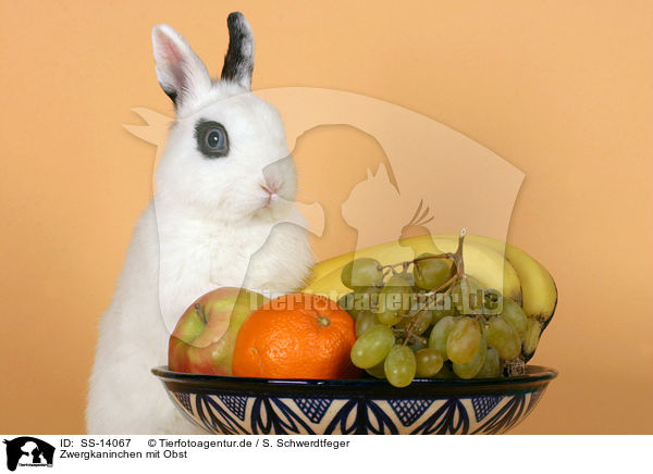 Zwergkaninchen mit Obst / ddwarf rabbit with fruits / SS-14067