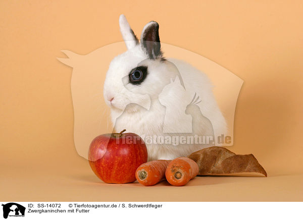 Zwergkaninchen mit Futter / dwarf rabbit with feed / SS-14072