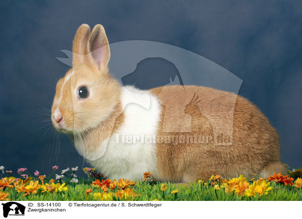 Zwergkaninchen / dwarf rabbit / SS-14100